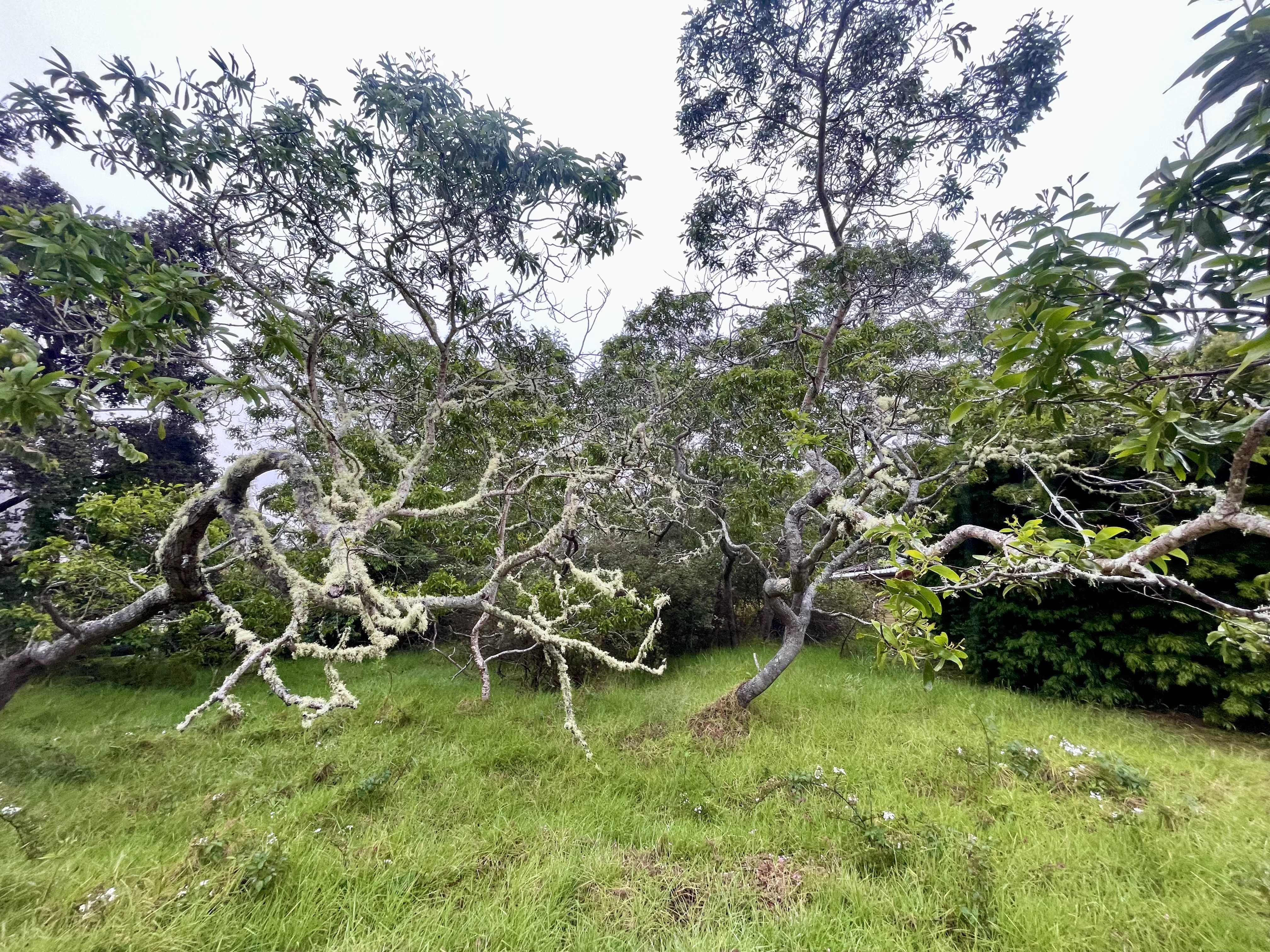 99-1945 PUKEAWE CIR, Hawaiian Natl Park, HI 96718