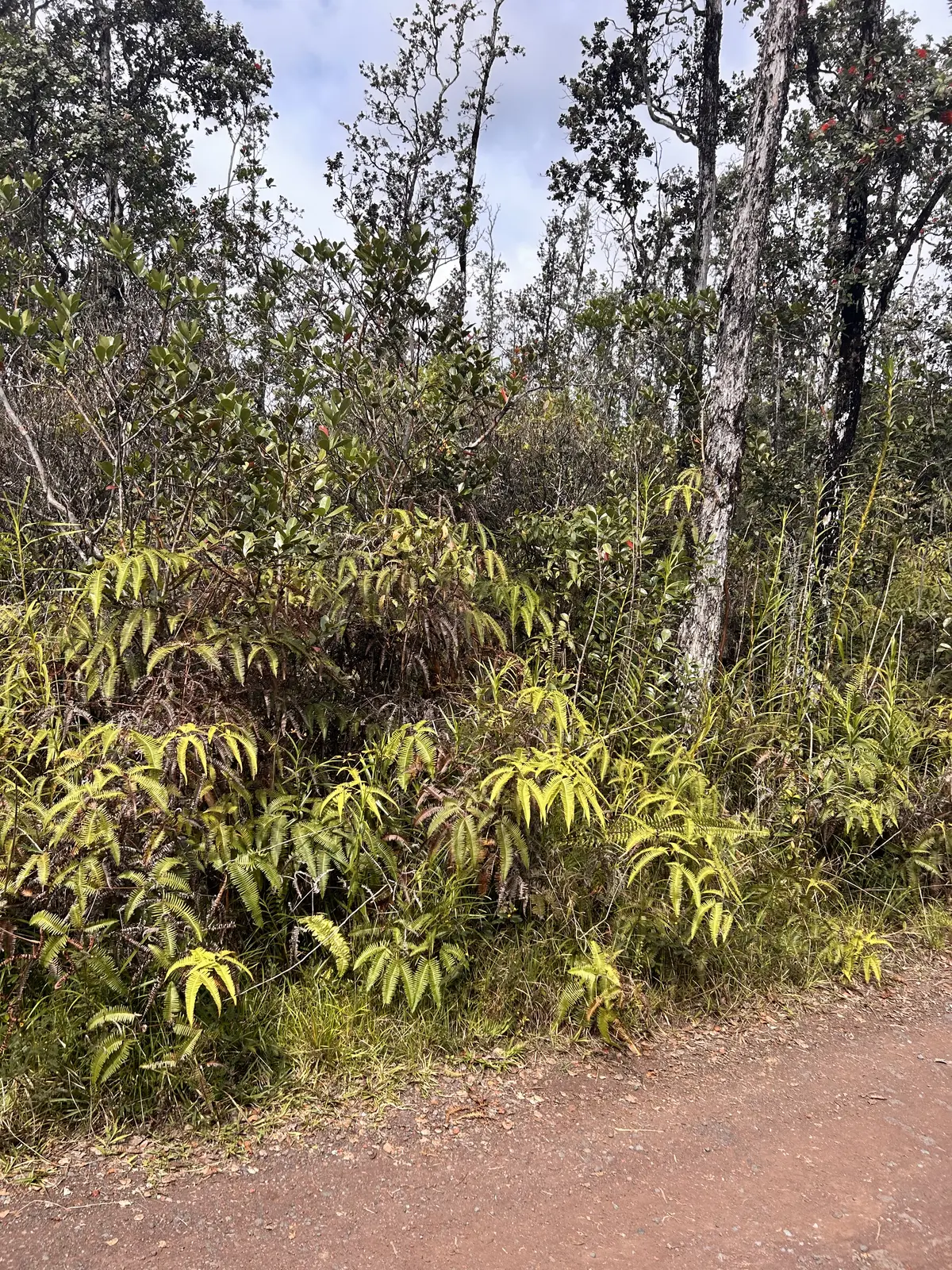 Kurtistown, HI 96760,ROAD 6 (OOAA)