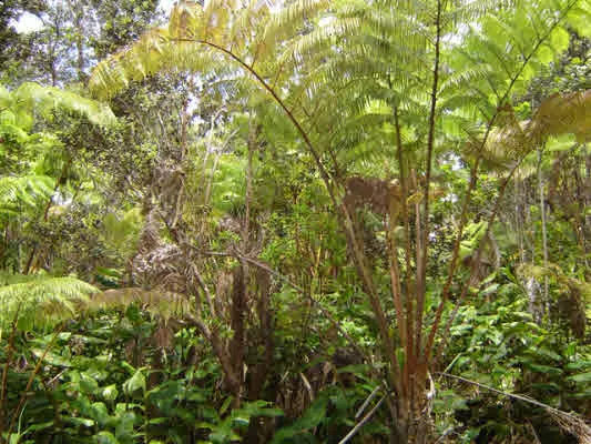 ALANUI IIWI, Volcano, HI 96785