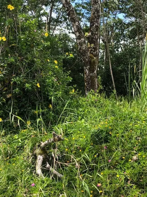 20TH AVE (MELIA), Keaau, HI 96749