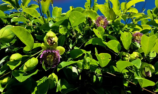 Keaau, HI 96749,15-1473 15TH AVE