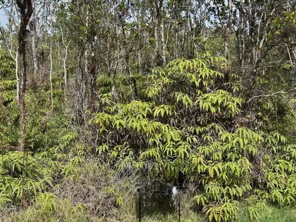 Volcano, HI 96785,ANUHEA ST