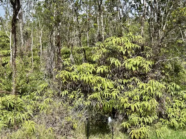 Volcano, HI 96785,ANUHEA ST