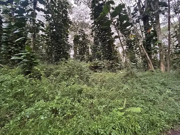 Pahoa, HI 96778,HILO RD