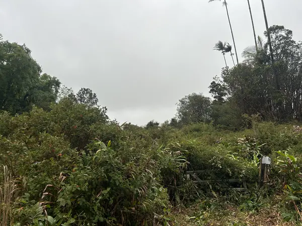 VOLCANO RD, Volcano, HI 96785