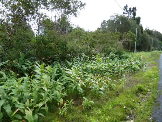 VOLCANO RD, Volcano, HI 96785