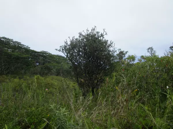 Keaau, HI 96749,4TH AVE