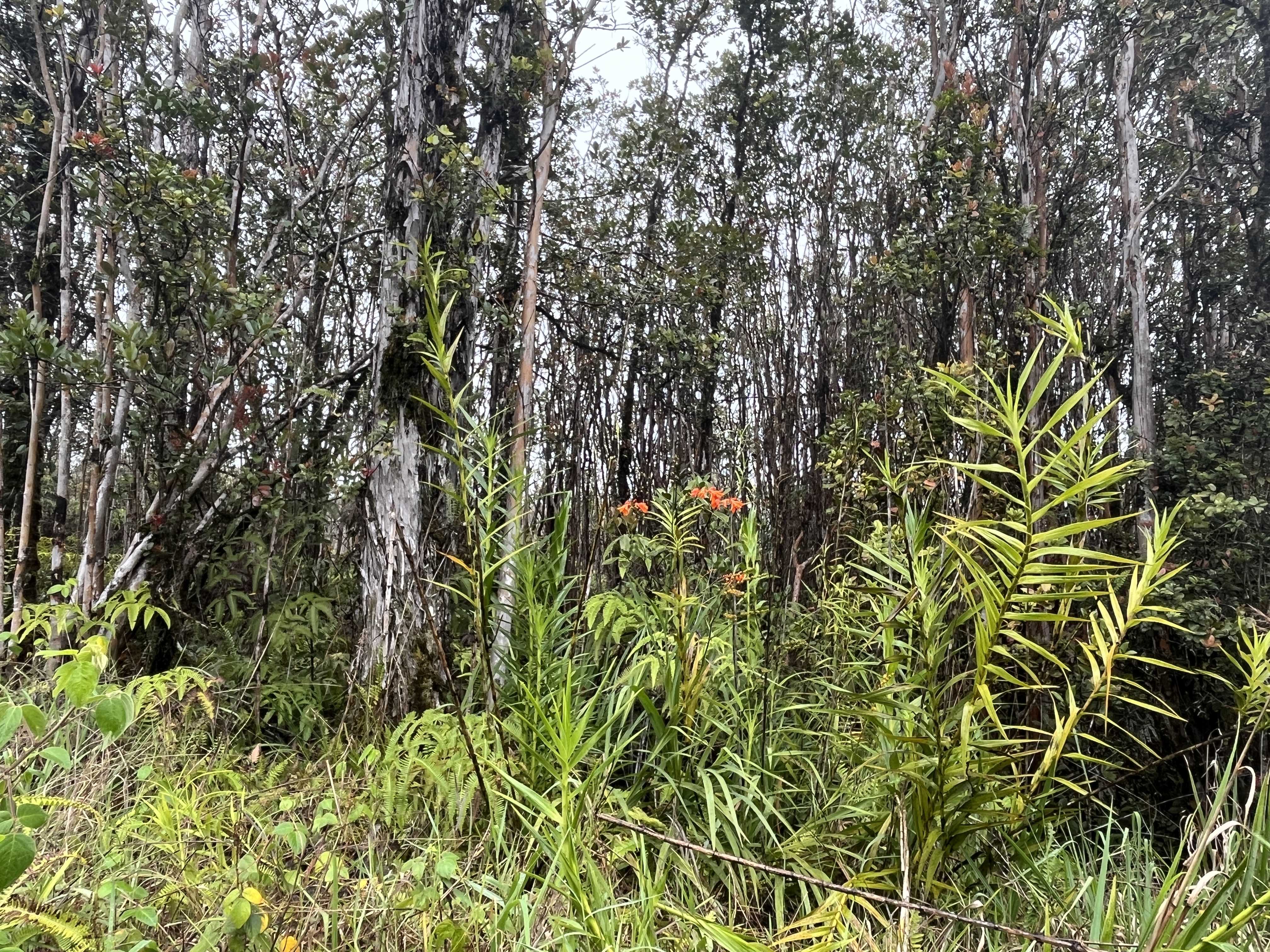 LEILA RD, Volcano, HI 96785