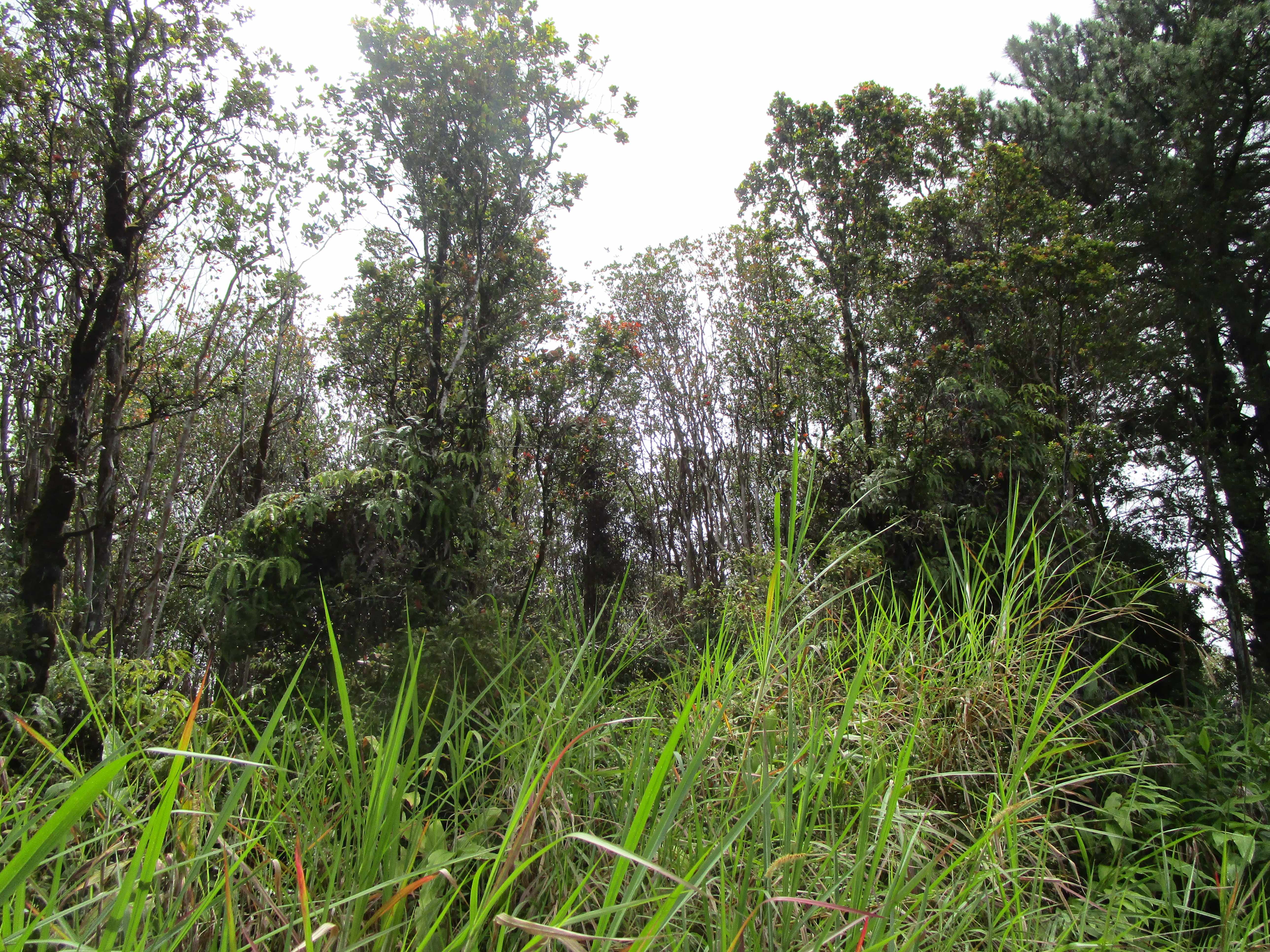 ALA KAPENA, Volcano, HI 96785
