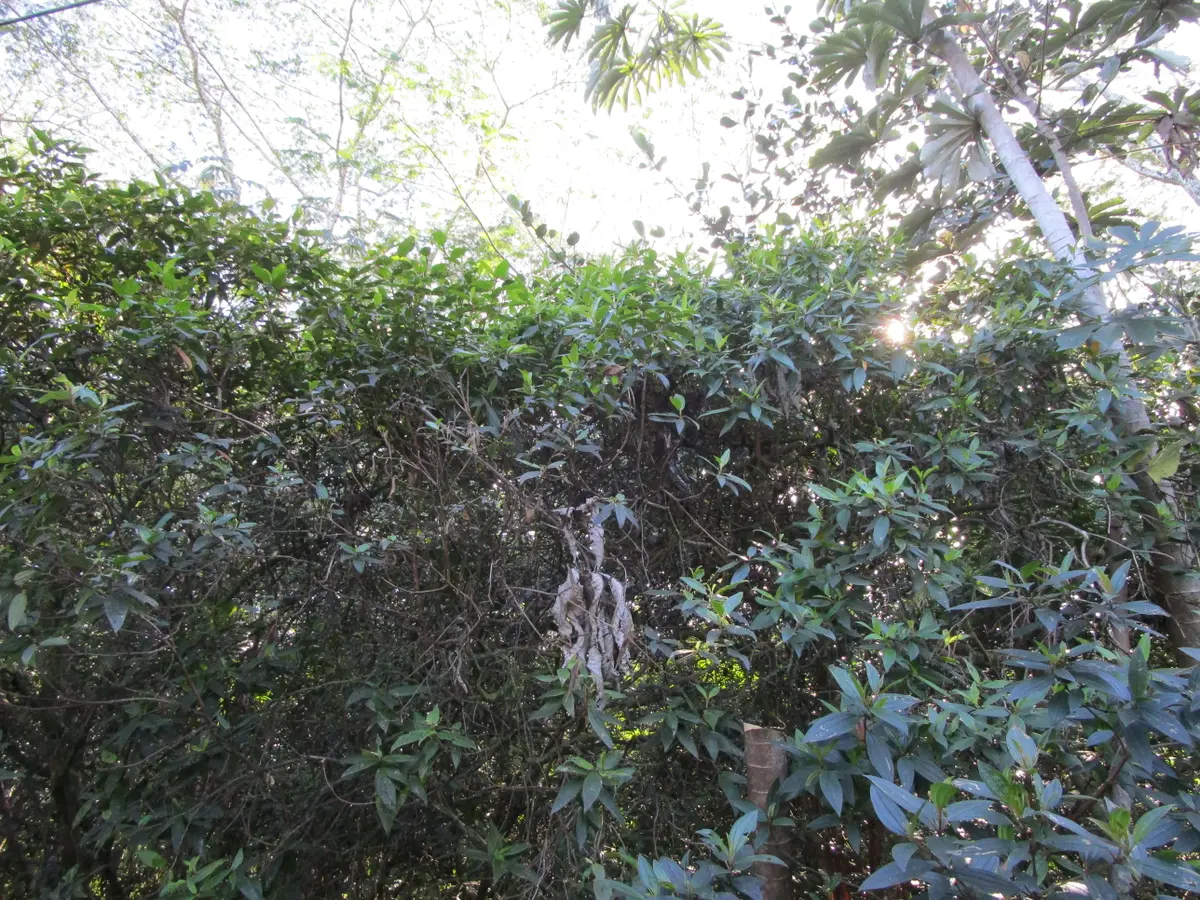 8TH AVE, Keaau, HI 96749