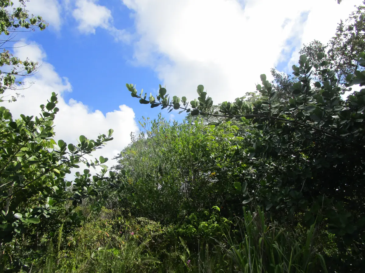 Keaau, HI 96749,12TH AVE