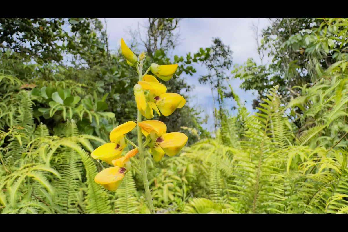 Keaau, HI 96749,LEMIWAI RD