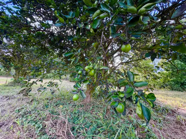 Keaau, HI 96749,15-1698 19TH AVE