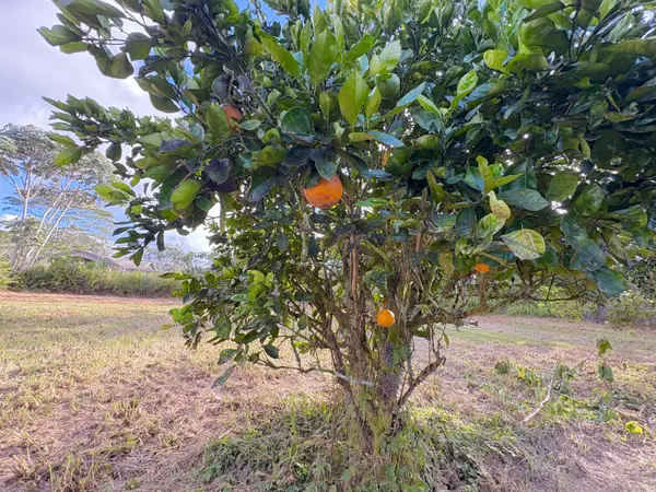 Keaau, HI 96749,15-1698 19TH AVE