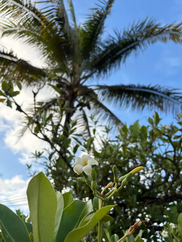 Keaau, HI 96749,15-1698 19TH AVE