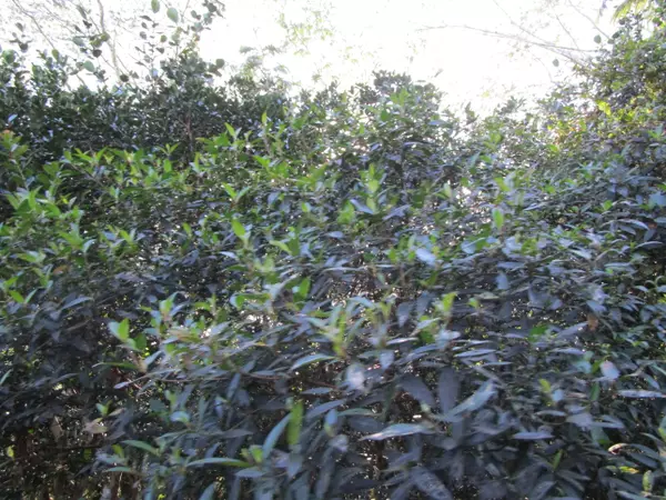 Keaau, HI 96749,8TH AVE