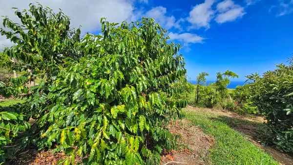 Naalehu, HI 96772,95-3869 HALEMAUNA RD
