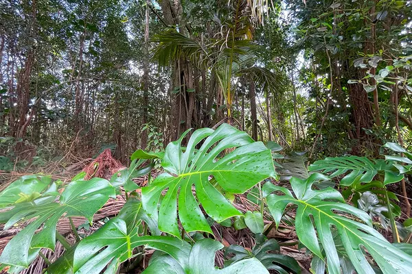 Pahoa, HI 96778,OCEAN VIEW PKWY