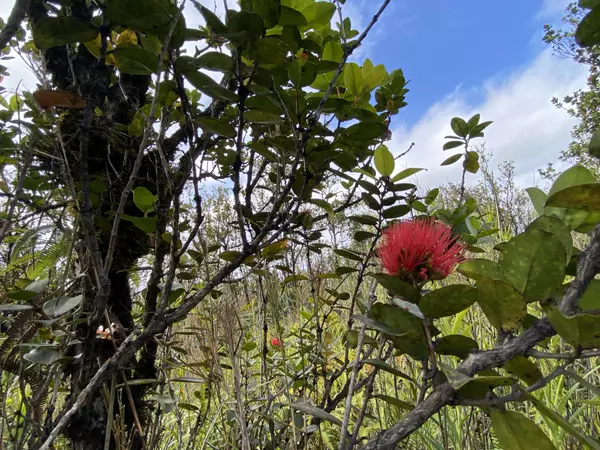 Volcano, HI 96785,KALEPONI DR