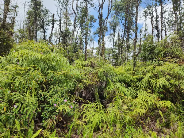 MOLOKAI RD, Pahoa, HI 96778