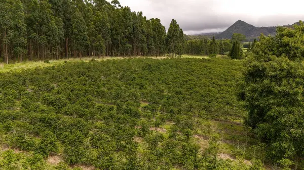 KAMA'ILE RD, Pahala, HI 96777