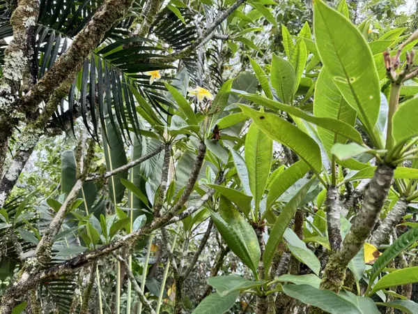 Keaau, HI 96749,15-2015 12TH AVE