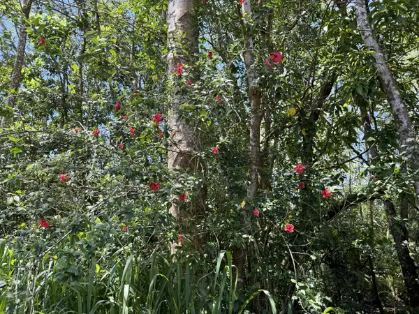 11TH AVE, Keaau, HI 96749