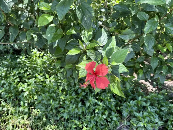 Keaau, HI 96749,11TH AVE