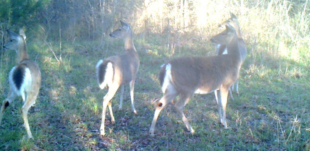 Dawson, TX 76639,3324 County Road 3206
