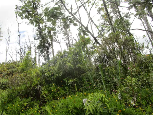 Pahoa, HI 96778,BAMBOO DR