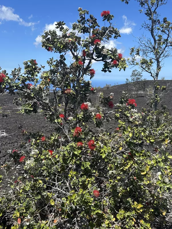 Ocean View, HI 96737,92-8961 TIKI LN