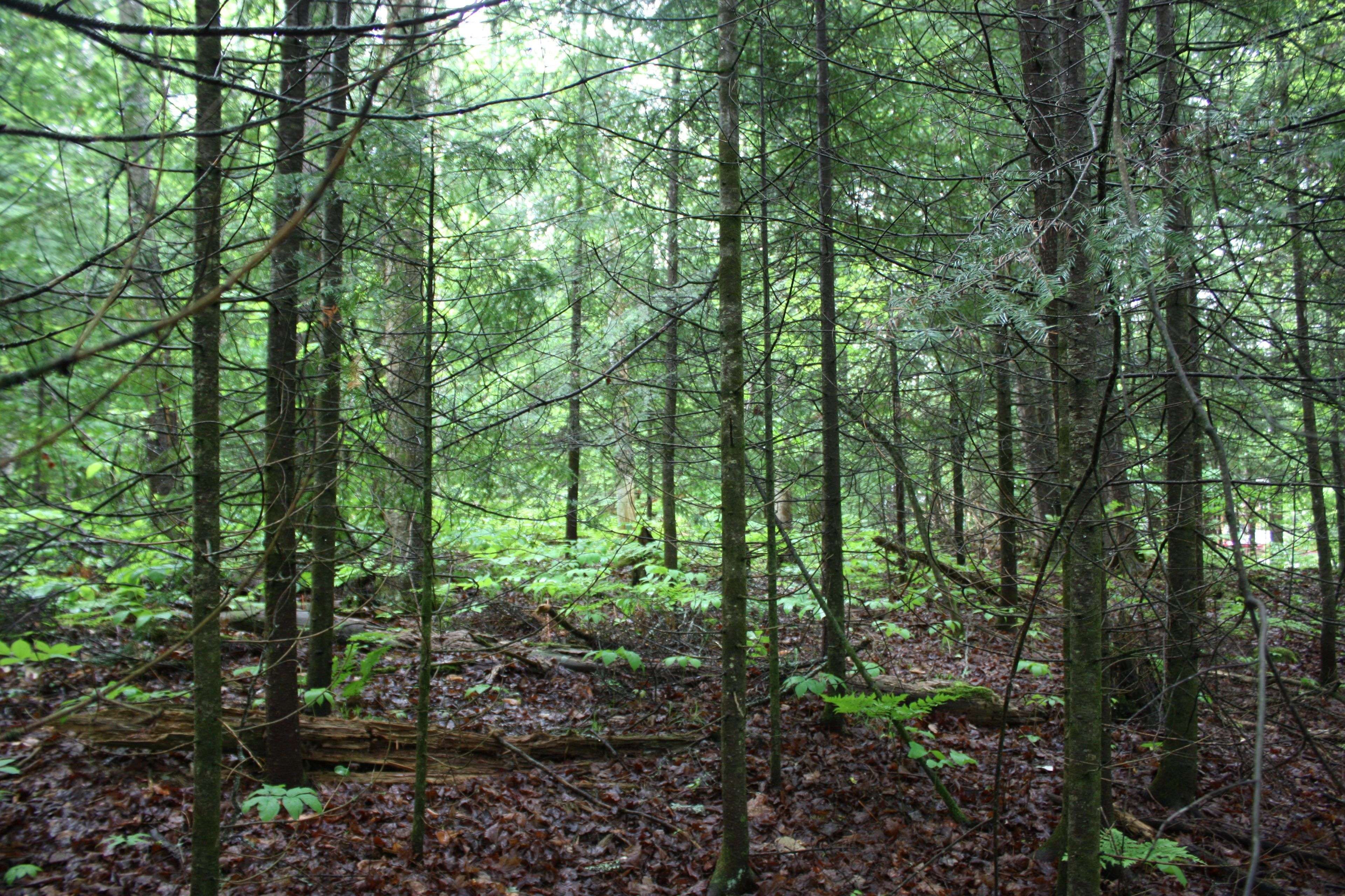 Bancroft, ON K0L 1C0,0 Quarry RD