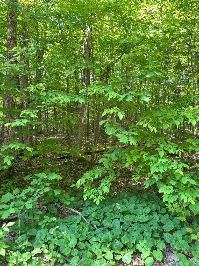 Highlands East, ON K0M 1R0,Pt Lot 6 Con 10 Monmouth Madill RD
