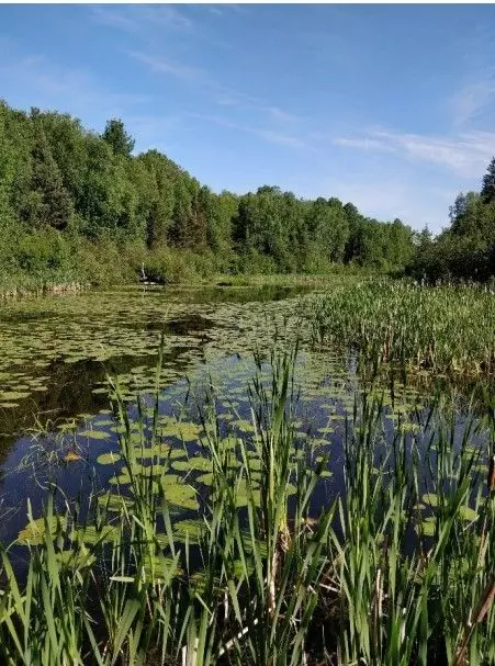 Temagami, ON P0H 2H0,445 Fox RUN