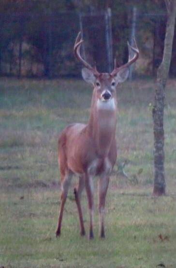 Teague, TX 75860,188 Fcr #941