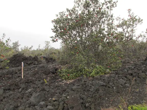 Ocean View, HI 96737,KING KAMEHAMEHA BLVD