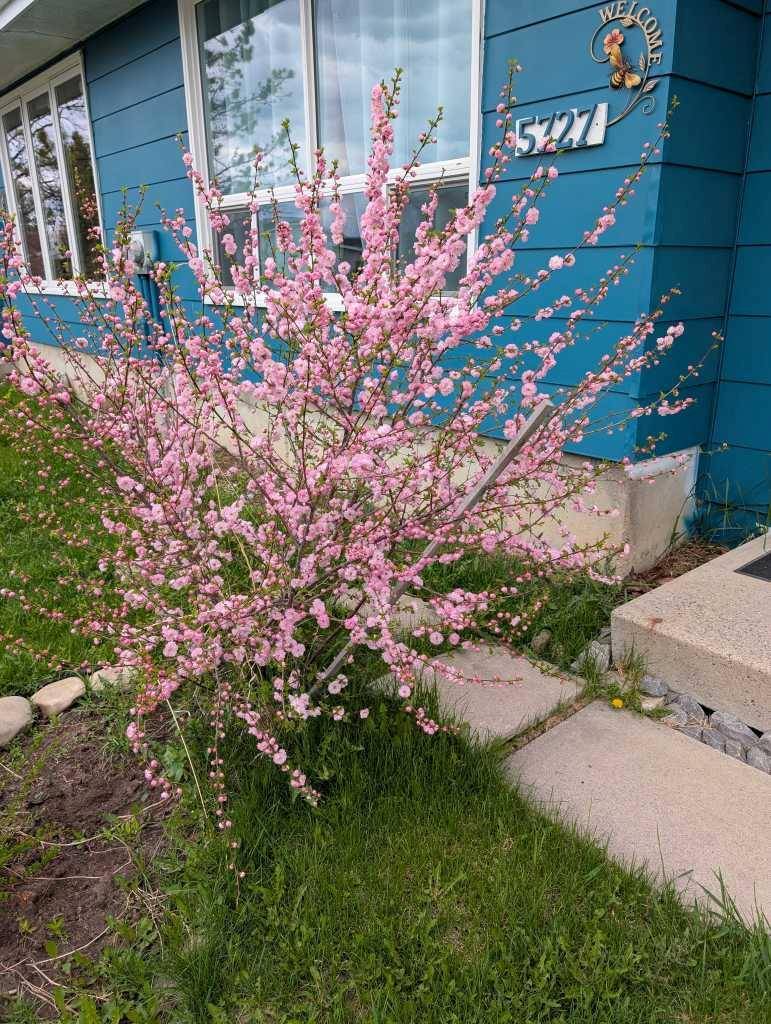 Rocky Mountain House, AB T4T1J8,5727 56 ST