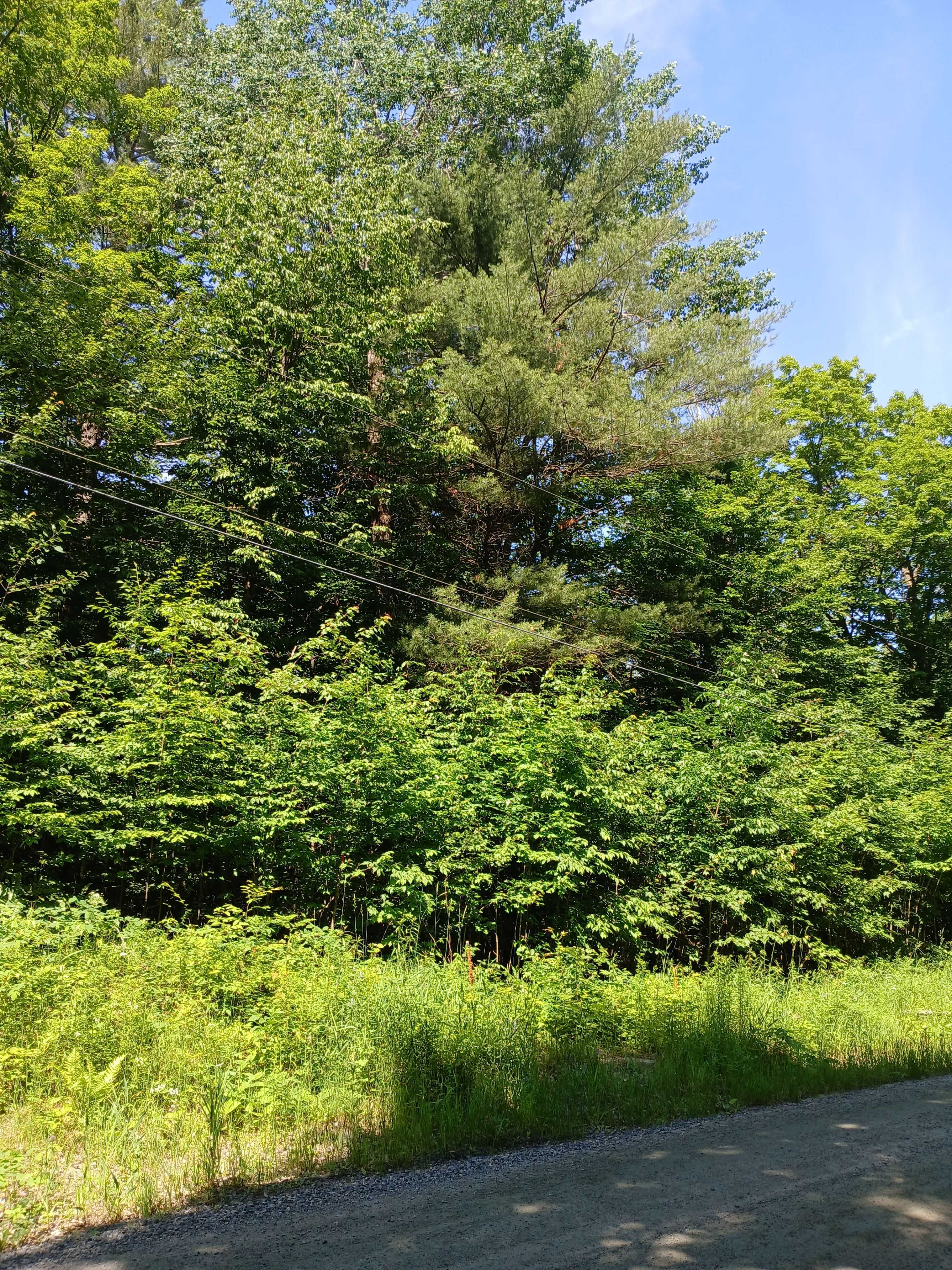 Minden Hills, ON K0M 2K0,1055 Porkys RD