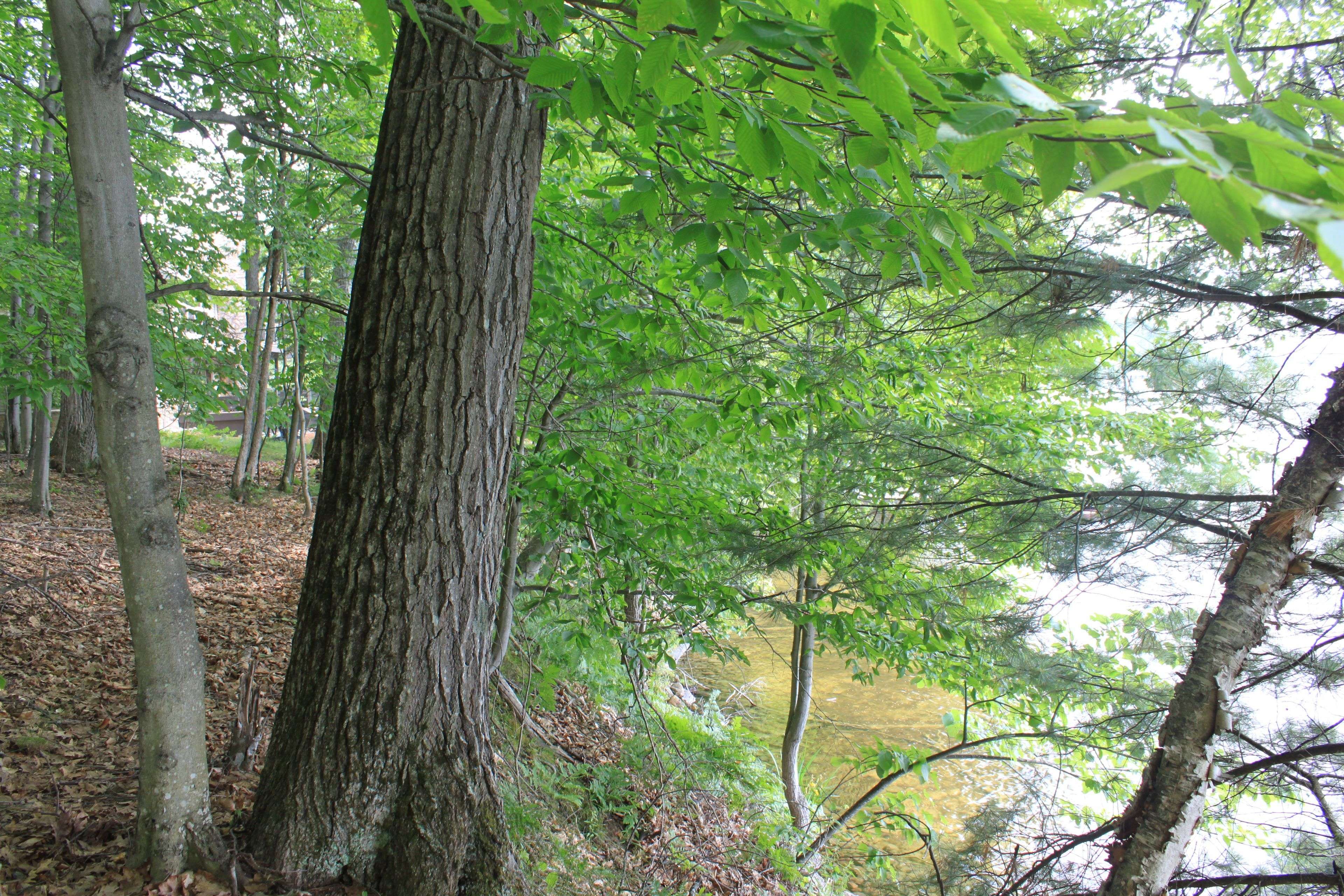 Lake Of Bays, ON P0B 1A0,540 Bigwin IS