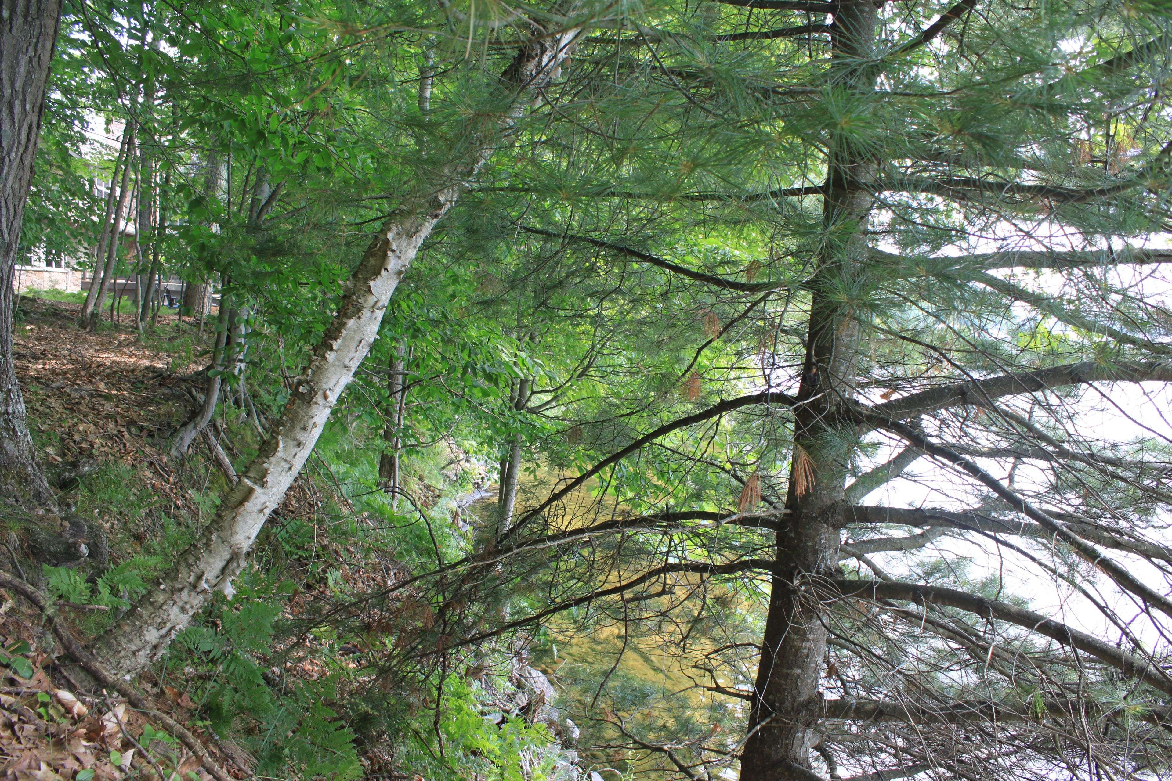 Lake Of Bays, ON P0B 1A0,540 Bigwin IS