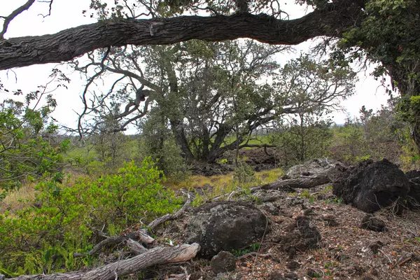 Ocean View, HI 96737,BOUGAINVILLAEA DR
