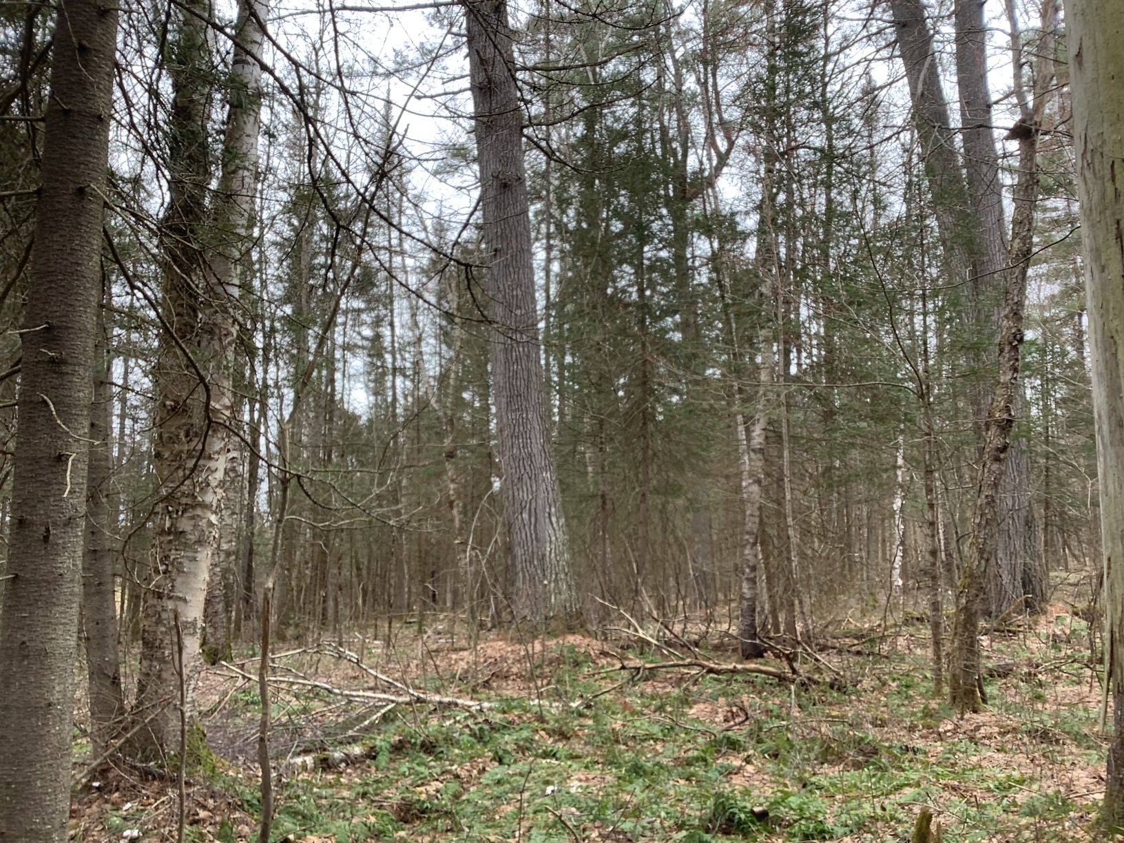 Parry Sound Remote Area, ON P0A 1X0,CON 1 LOT 12 N/A