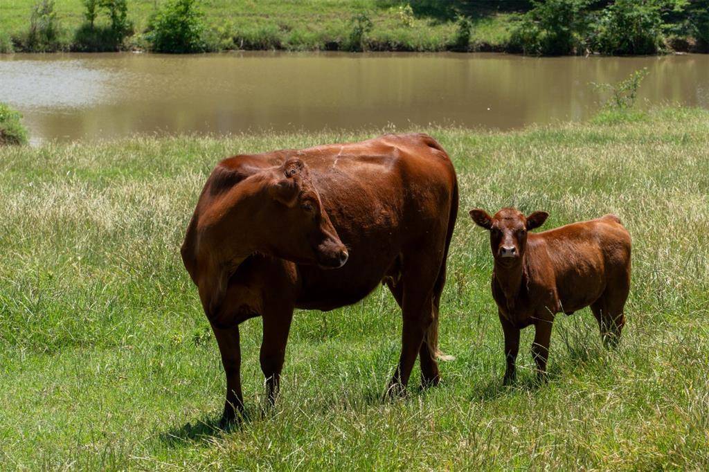 Denison, TX 75021,TBD Shaffer Road