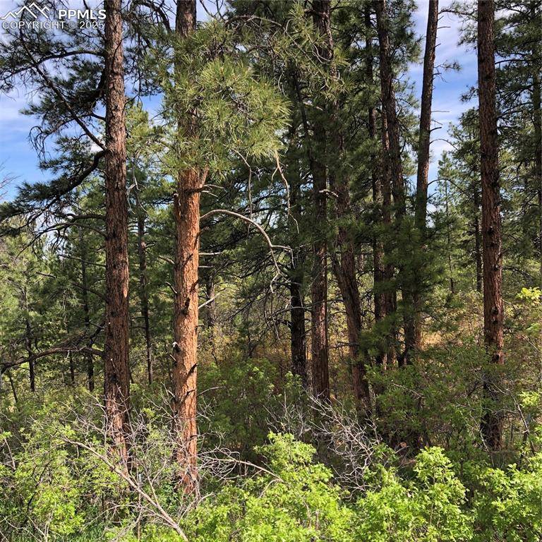 Larkspur, CO 80118,2207 etal Senecio DR