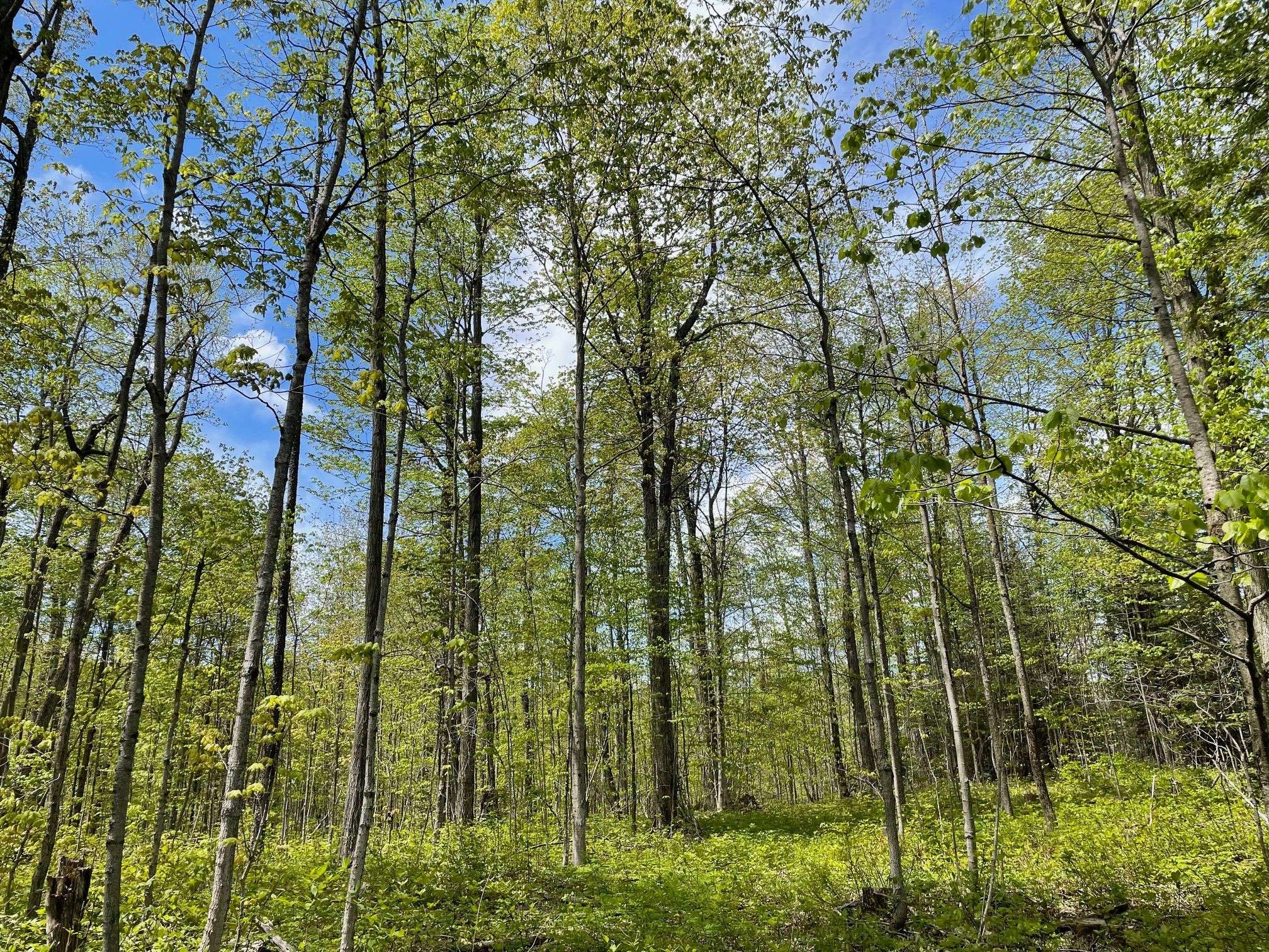 West Grey, ON N0C 1K0,N/A Concession 6 N/A