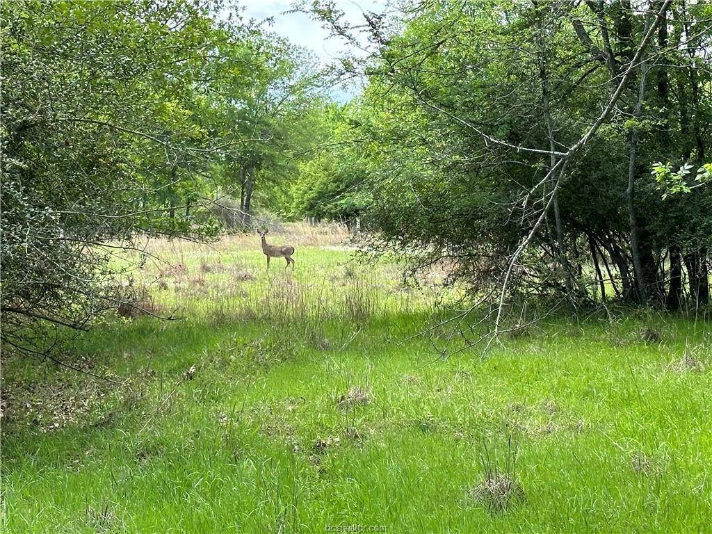 Thornton, TX 76687,00 Hickory Loop Road