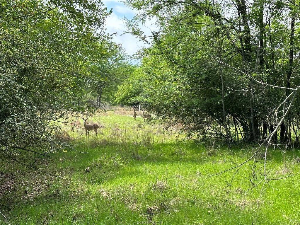 Thornton, TX 76687,00 Hickory Loop Road