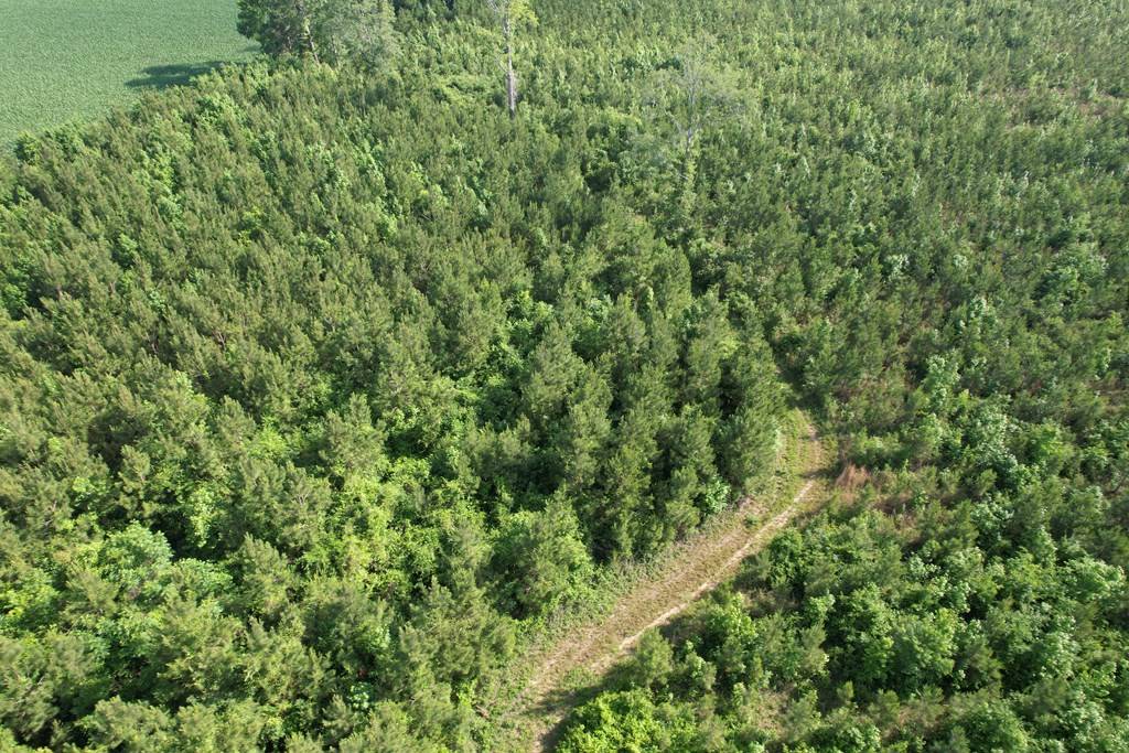 Manning, SC 29102,20Ac-TBD Highway 260