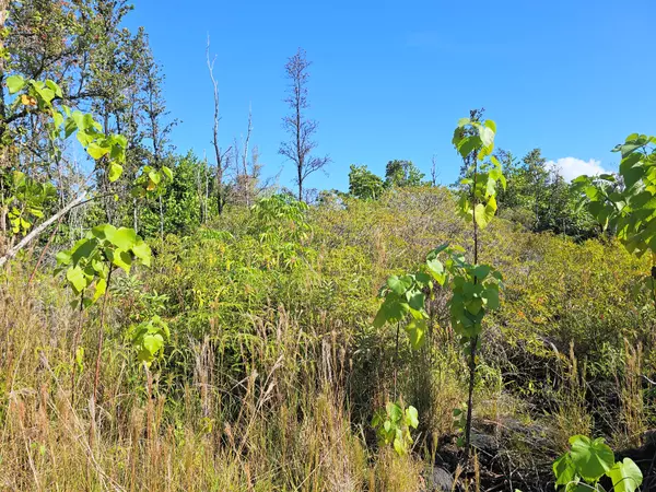 Keaau, HI 96749,KUKANE RD