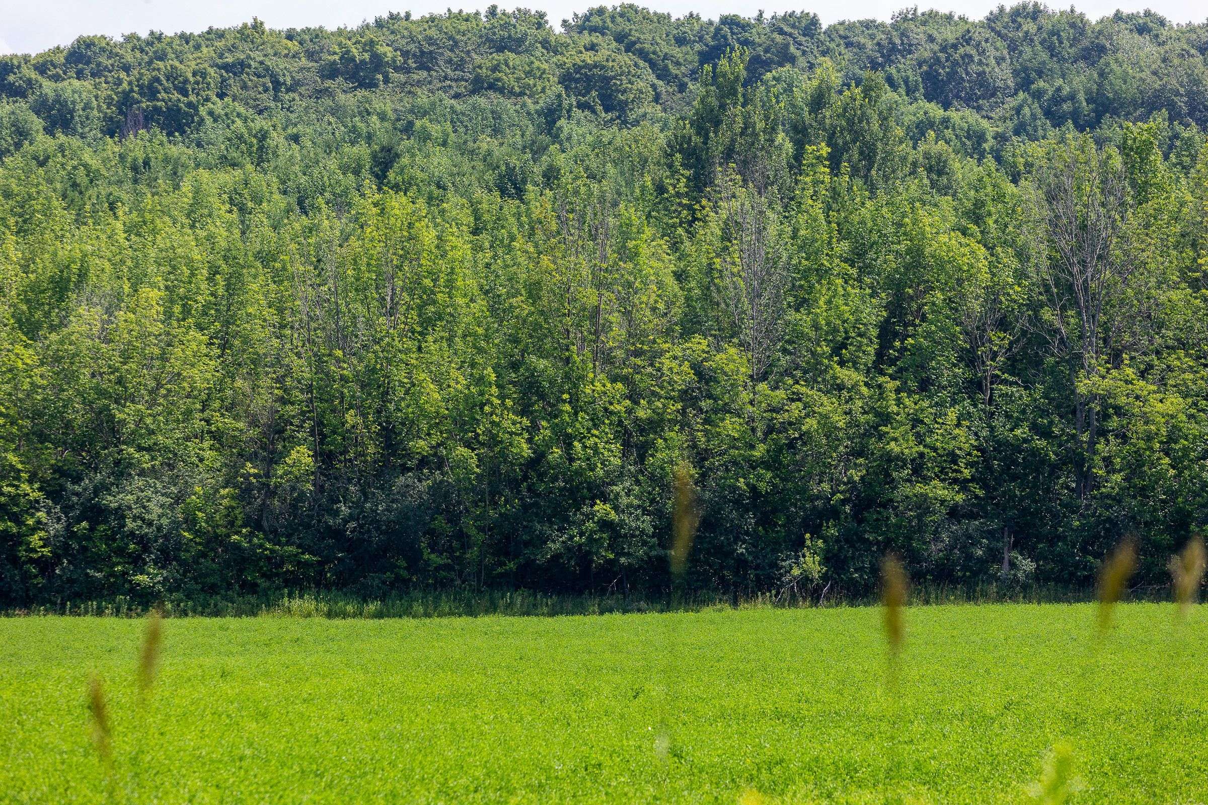 Meaford, ON N4L 1W5,CON 11 PT LOT 7, Sideroad 8 N/A